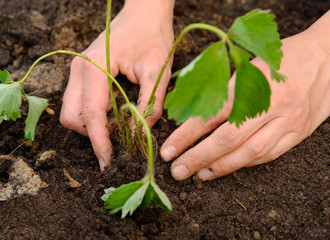 Gardening