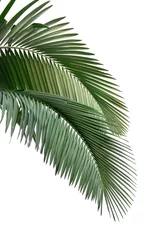 Crédence de cuisine en verre imprimé Palmier Leaves of palm tree