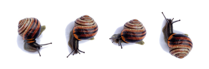 Snails