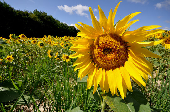 champs de tournesol l'&eacute;t&eacute;