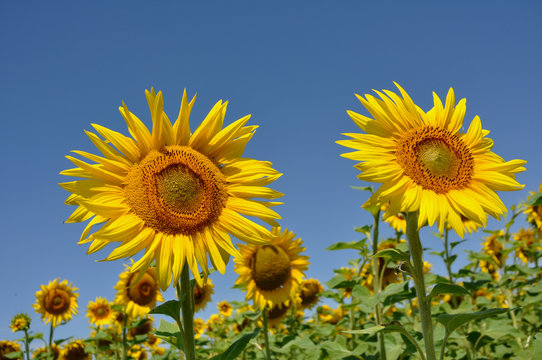 tournesols