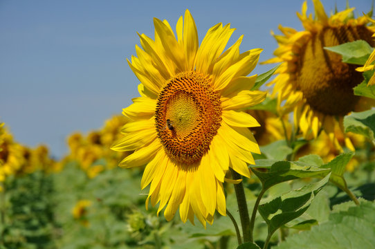 tournesol