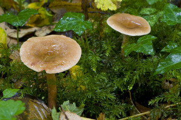 Lactaire tranquille (Lactarius quietus)