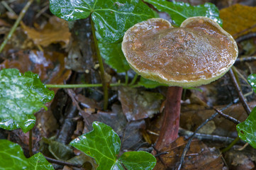 xerocomus sp.