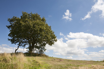 Obraz premium drzewo na wzgórzu