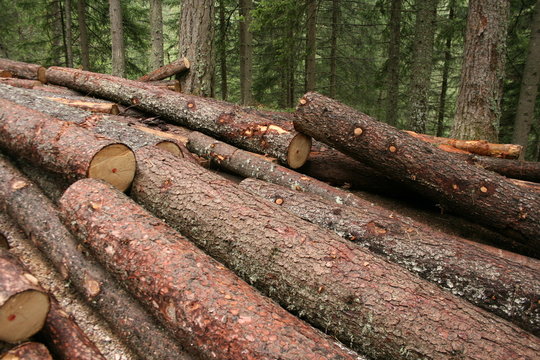Tronchi d'albero