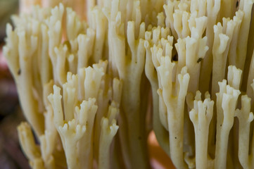 clavaire dressée (ramaria stricta)