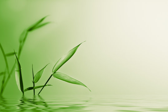 zen and young bamboo over green - nature background