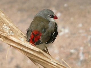 Oiseau tropical