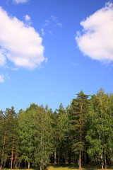 pine forest in Ural