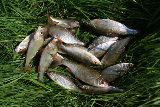 fish background  Perch and Common Roach