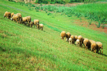 Sheep in a green meadow