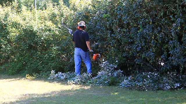 tailler la haie d'ol&eacute;agnus