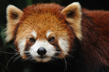 Naklejka premium endangered red panda close up