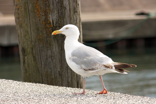 Moewe am Hafen