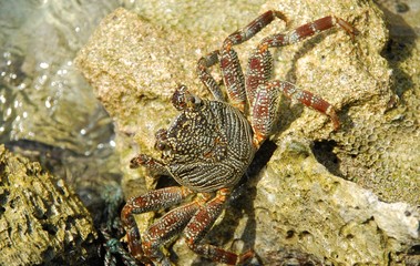 Wild crab walking on a stone reef