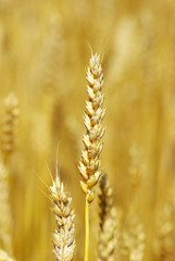 wheat