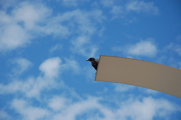 corbeau sur un plongeoir. © Didier Sibourg