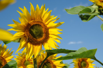 Sonnenblumen 9