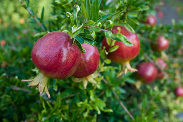 Pomegranate