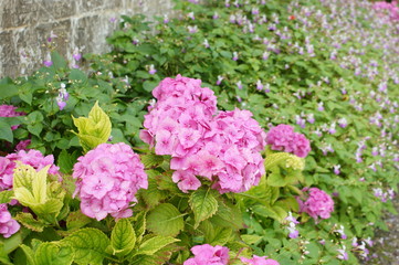Parterre de fleurs roses
