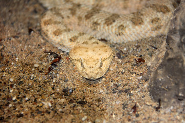 Viper
