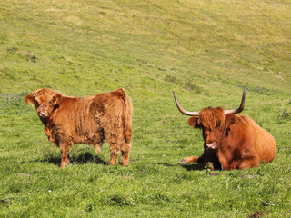 highland cow and calf