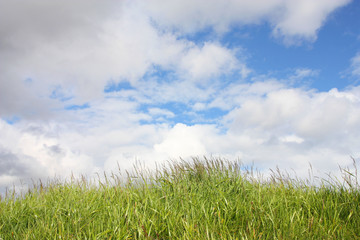 Green grass blue sky