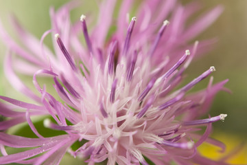 Trifoglio fiore di montagna (trifolium pratense)