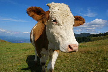 Fototapeta na wymiar Cow at mountain pasture