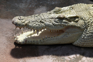 Australian Saltwater Crocodile