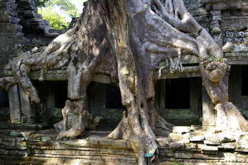 Fototapeta na wymiar Ogromne korzenie drzew w Angkor