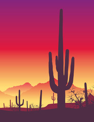 Cactus - sunrise