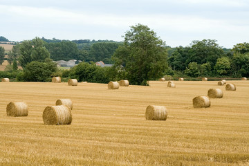 Harvest  Straw Bales