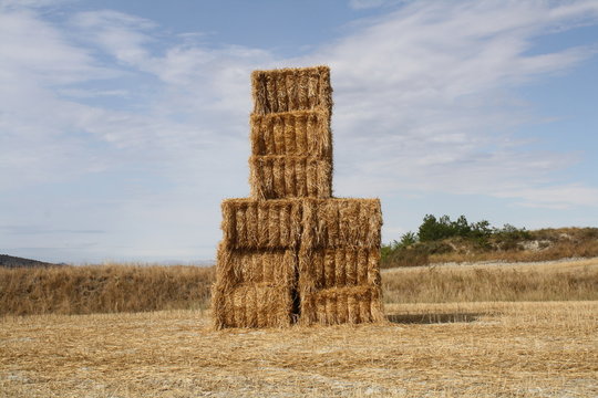 Pacas de paja en un campo de trigo.