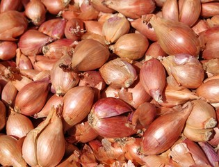 Shallot