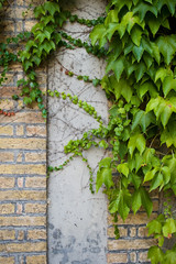 Ivy on the wall