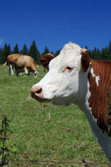Fototapeta na wymiar Czech Republic - Bohemian Forest - cattle out at grass