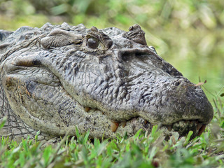 Alligator Closeup