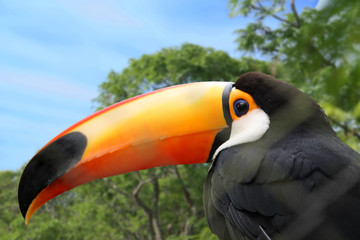 Toucan