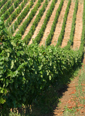 Fototapeta na wymiar viticulture