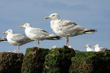 Möven auf Polder