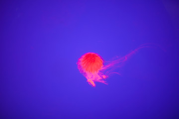Fototapeta premium jellyfish