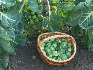 un panier de chou de Bruxelles au jardin