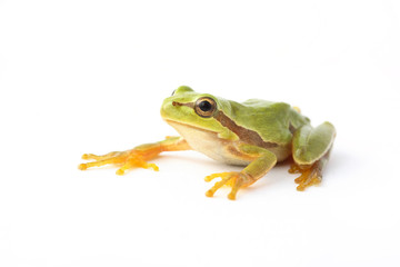 Tree frog white background