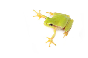Tree frog on white background