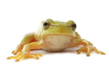 Tree frog on white
