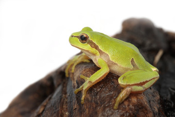 Tree frog