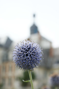 Fleur bleue en forme de boule dans les jardins de Valloires