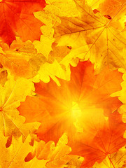 Leaves autumn in wood